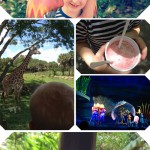 Disney's Animal Kingdom