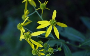 yellow flowers